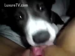Woman films dog licking her muff